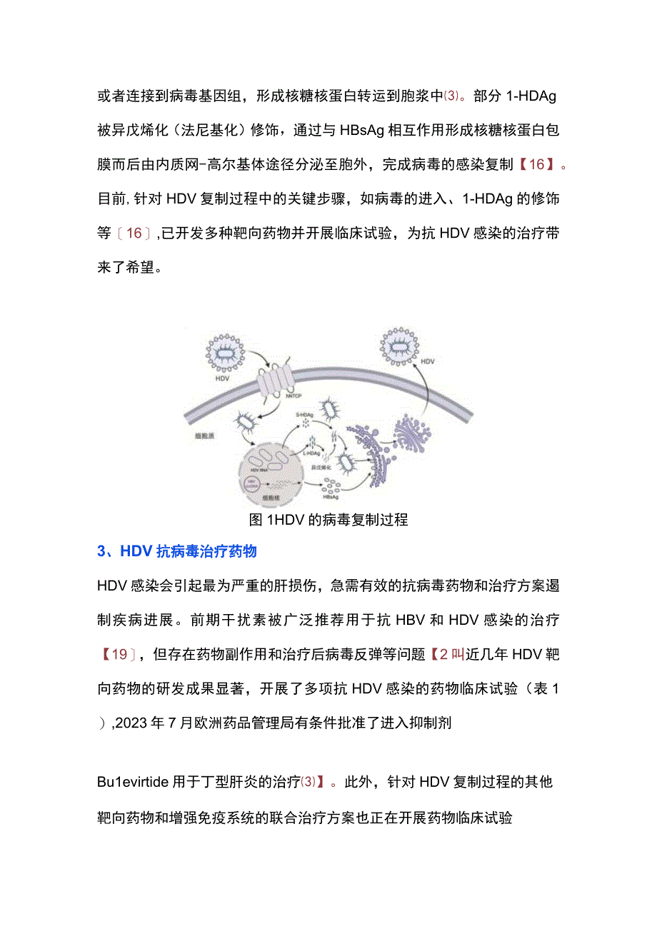 2023丁型肝炎抗病毒治疗药物的研究进展.docx_第3页