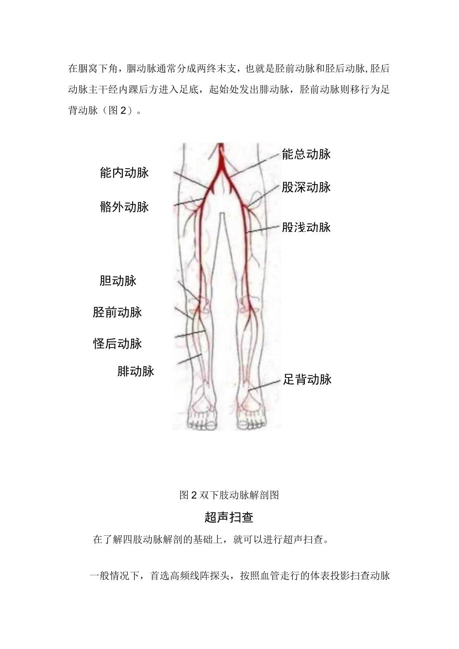 四肢动脉解剖及超声检查方法.docx_第2页