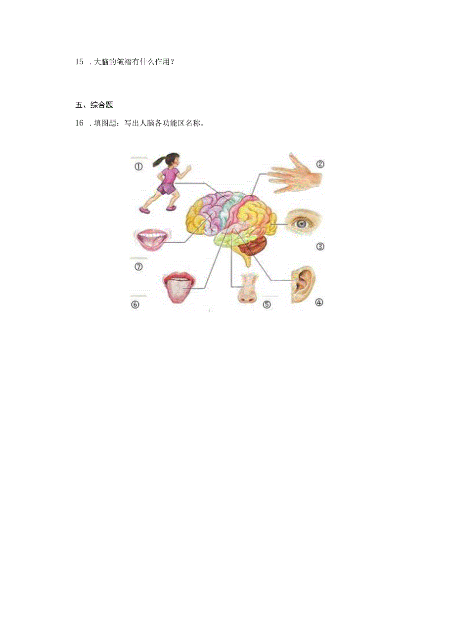 粤教粤科版六年级科学上册315 大脑的作用 同步练习含答案.docx_第3页