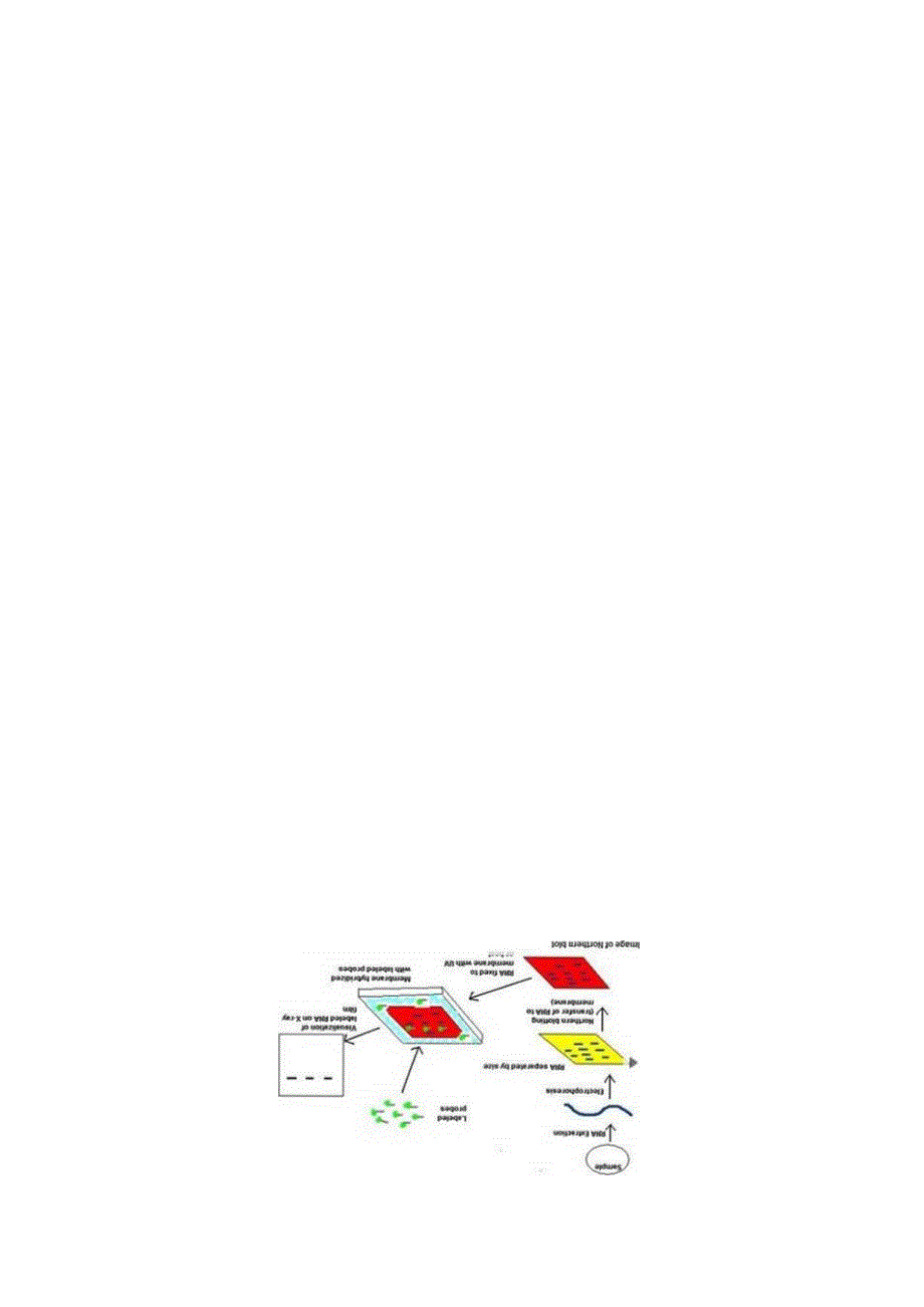 国家自然基金申请书写作：核酸检测篇8-Northern blot.docx_第3页