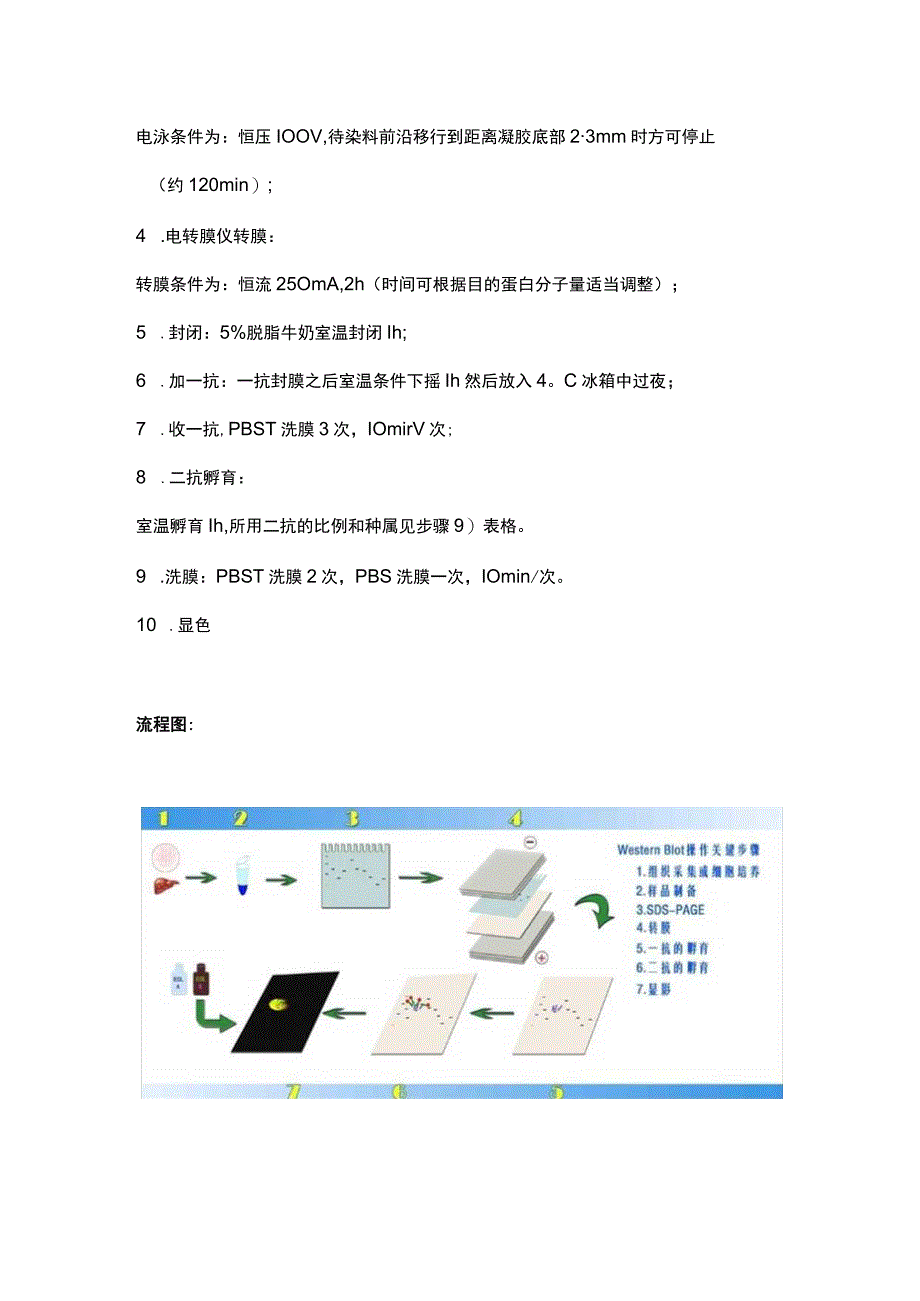 国家自然基金申请书写作：蛋白检测篇1-Western Blot.docx_第2页