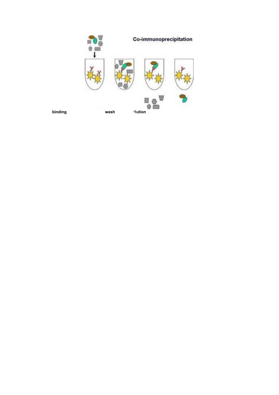 国家自然基金申请书写作：蛋白检测篇4-免疫共沉淀（Co-IP）.docx_第3页