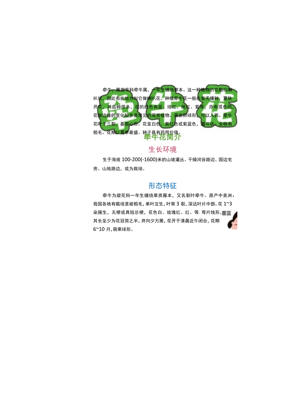 牵牛花植物生长过程分解手抄报小报.docx_第2页