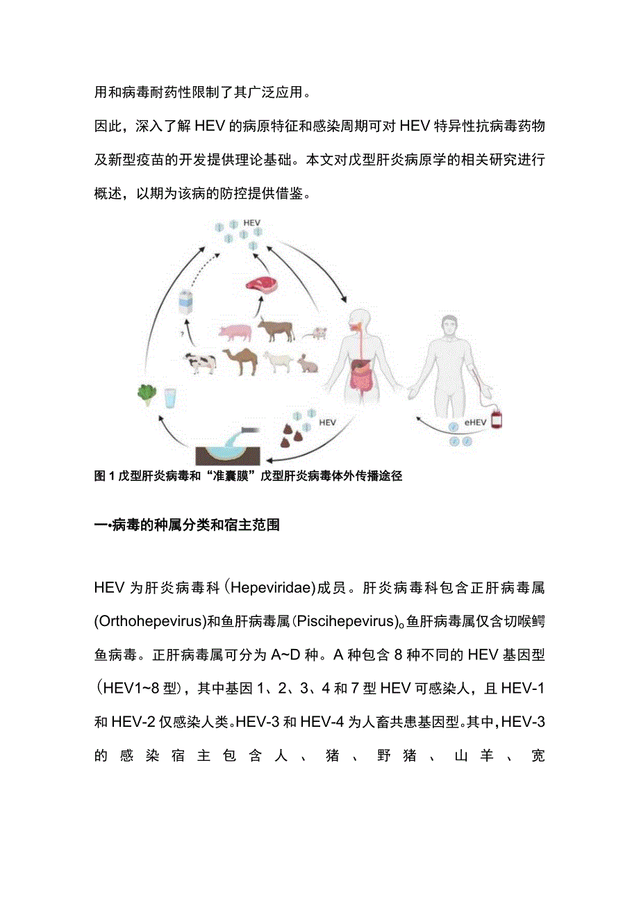 2023戊型肝炎病原学研究进展.docx_第2页