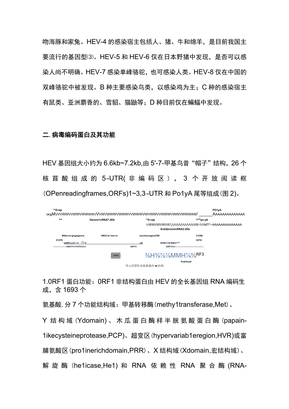 2023戊型肝炎病原学研究进展.docx_第3页