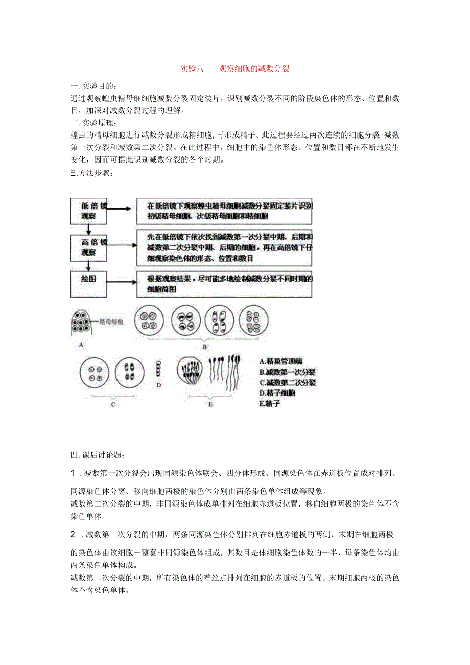 实验六观察细胞的减数分裂.docx_第1页