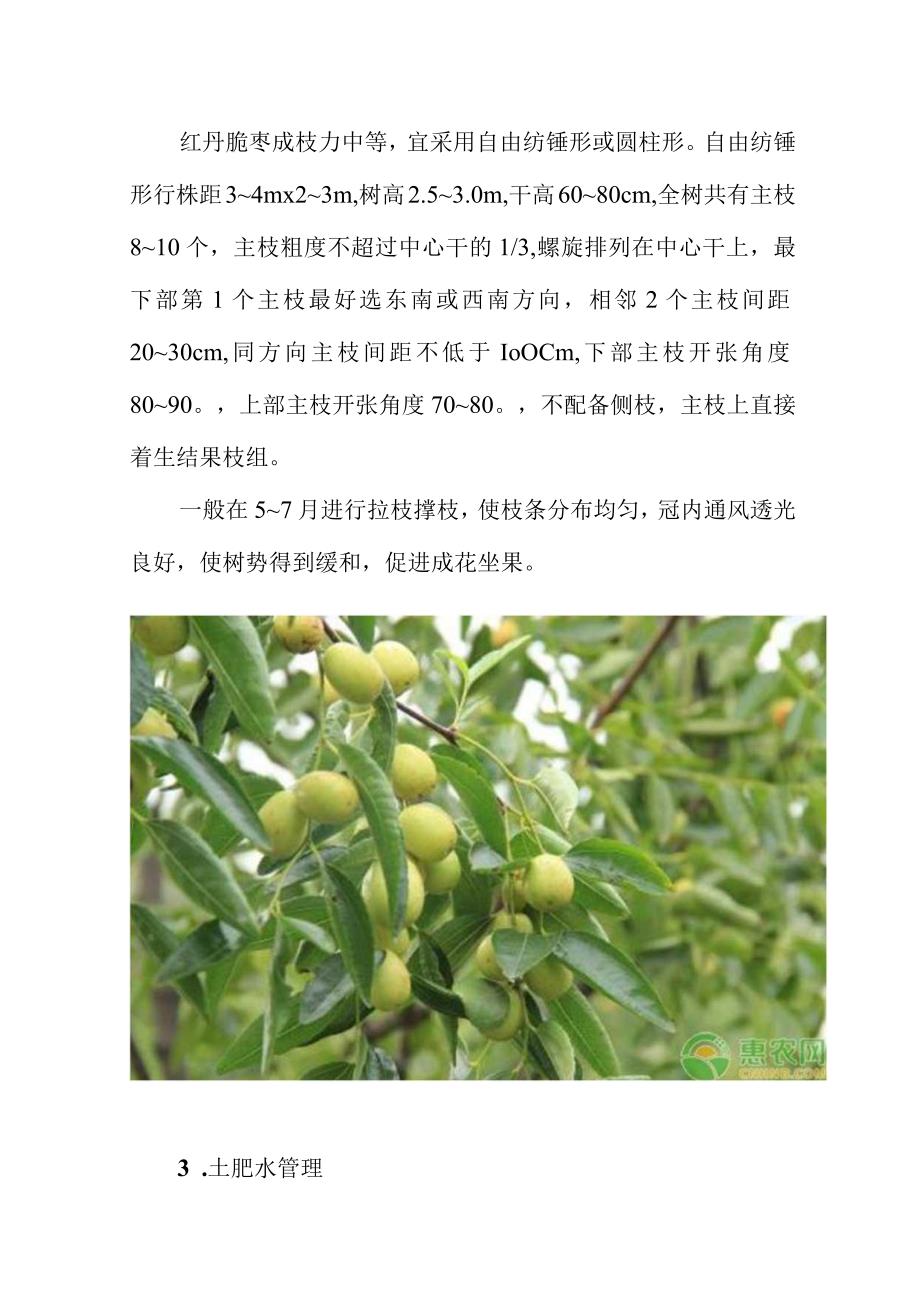 红丹脆枣高效栽培管理技术.docx_第2页