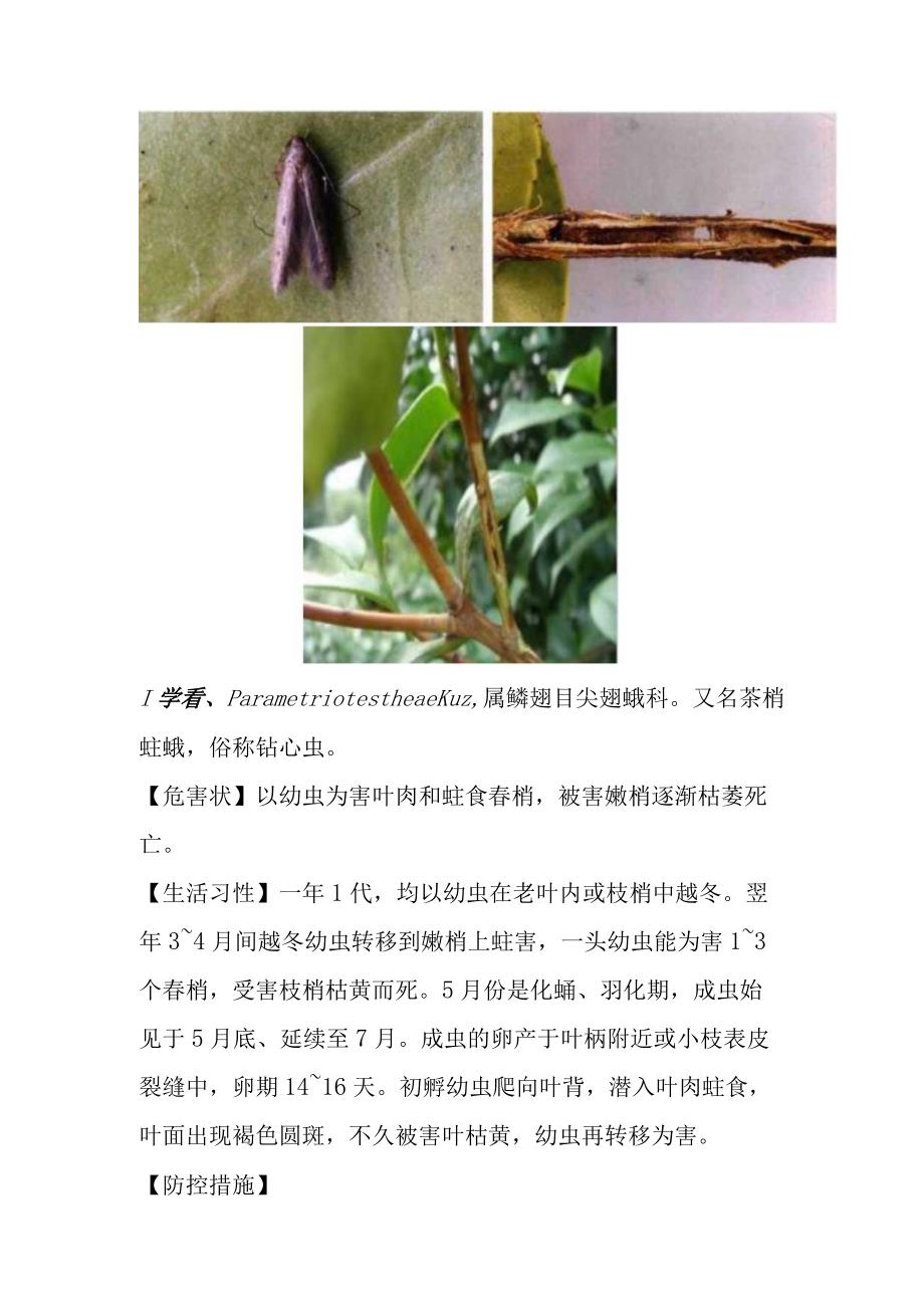 油茶钻蛀类害虫及其防治技术.docx_第2页