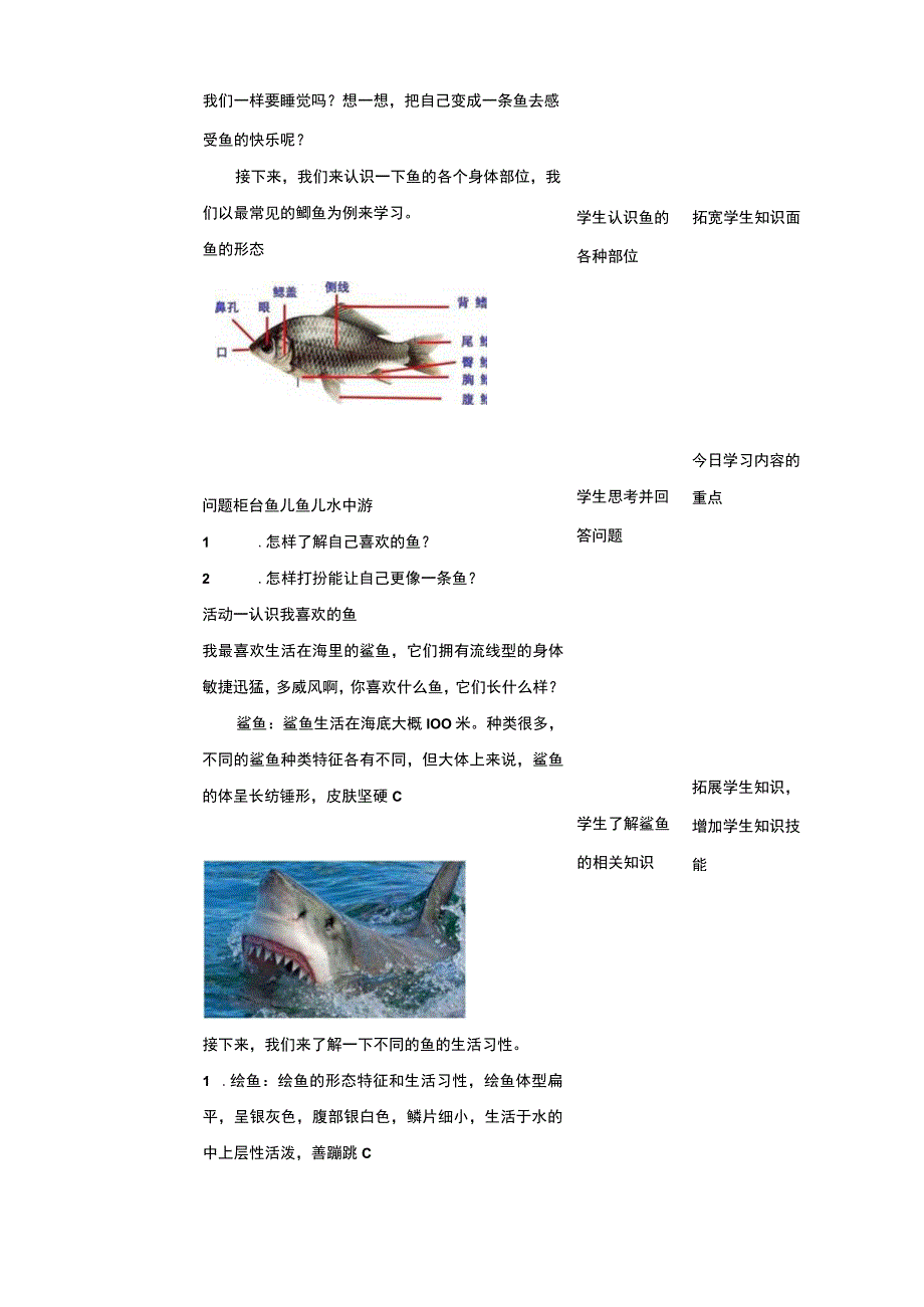 活动一《认识我喜欢的鱼》教案 综合实践活动 二年级上册.docx_第3页