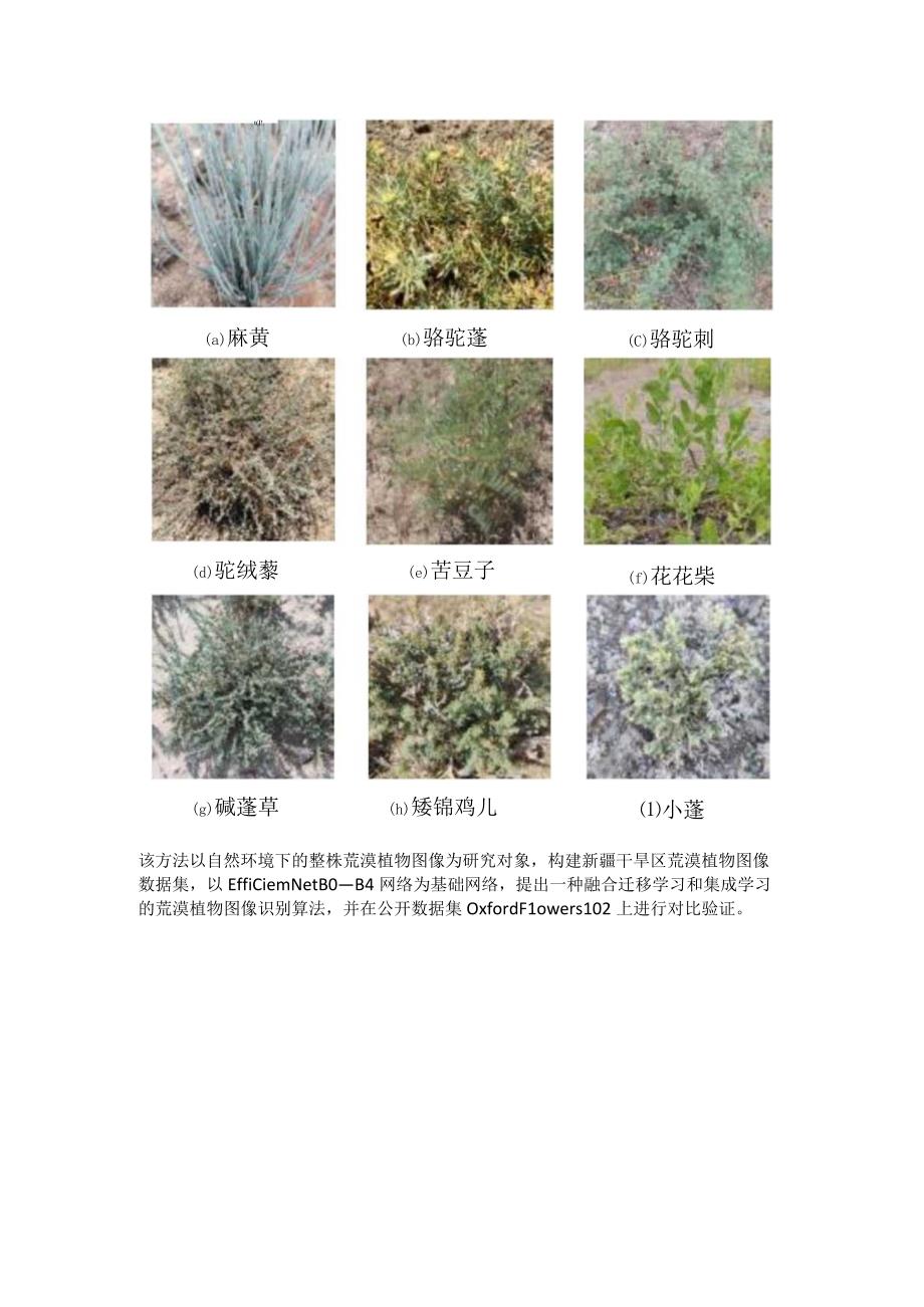 识别自然背景下荒漠植物.docx_第2页