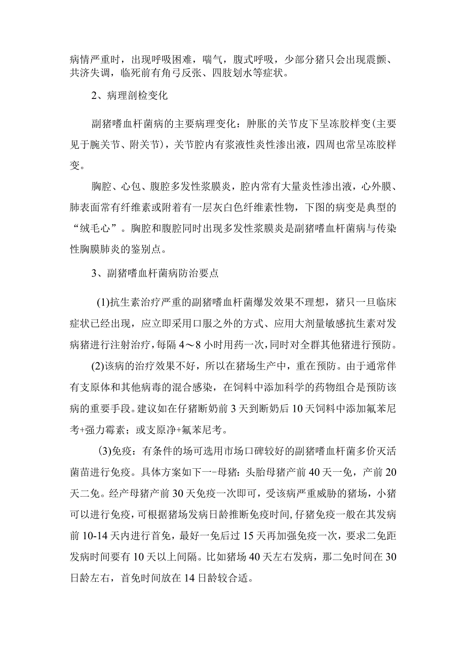 畜牧生产副猪嗜血杆菌病发病机制、主要症状、病理剖检变化及防治要点.docx_第2页