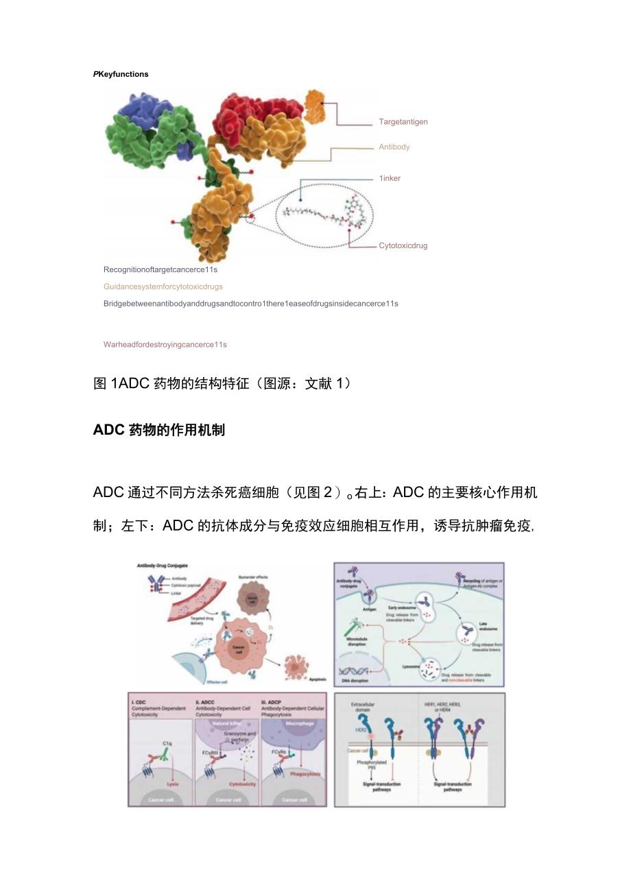 最新：ADC 类药物指南推荐及使用注意事项.docx_第2页