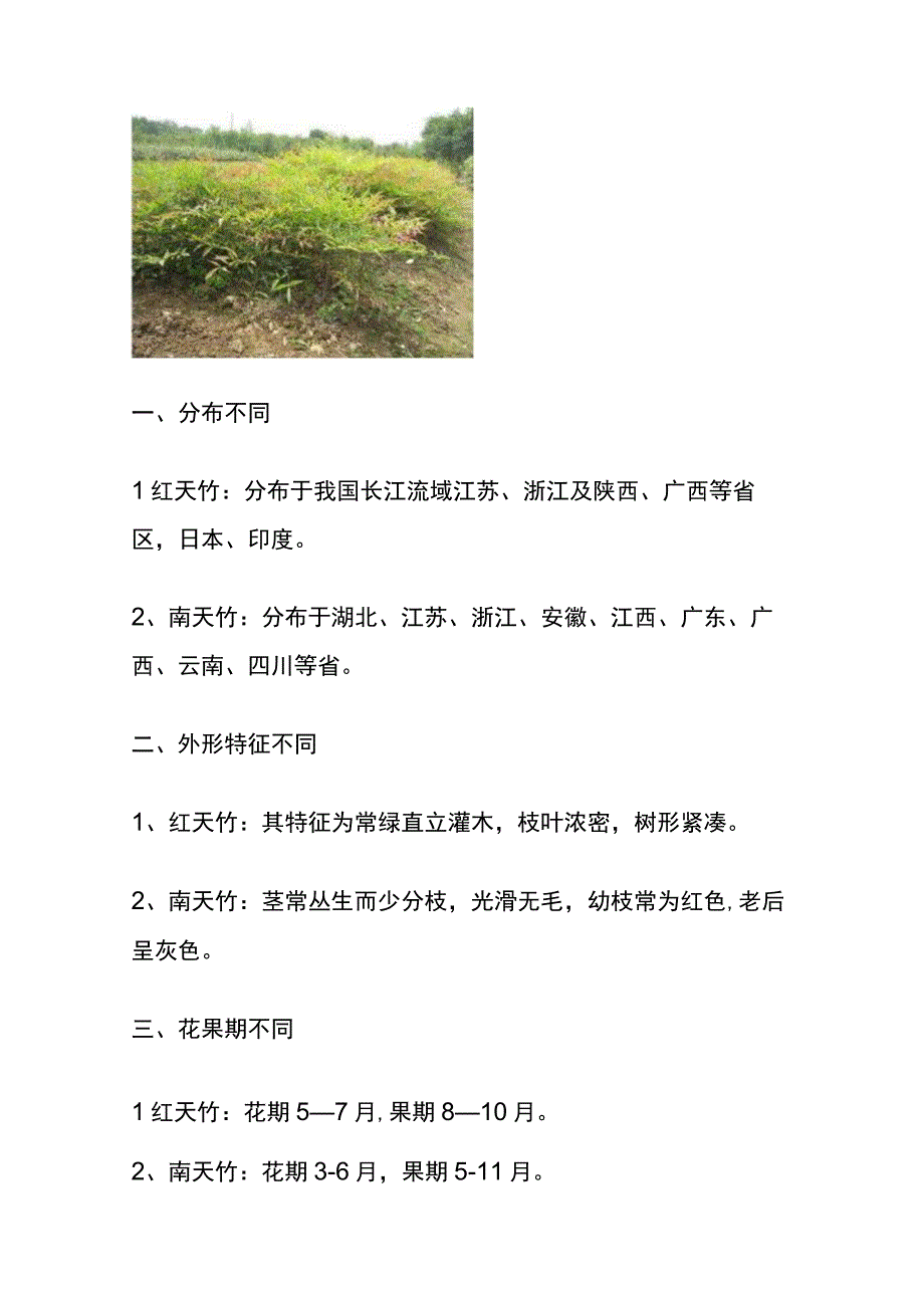 红叶南天竹与火焰南天竹的区别.docx_第3页