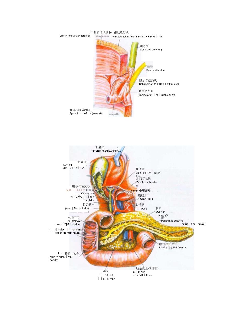 手术图谱资料：胆道、十二指肠和胰腺的应用解剖.docx_第2页
