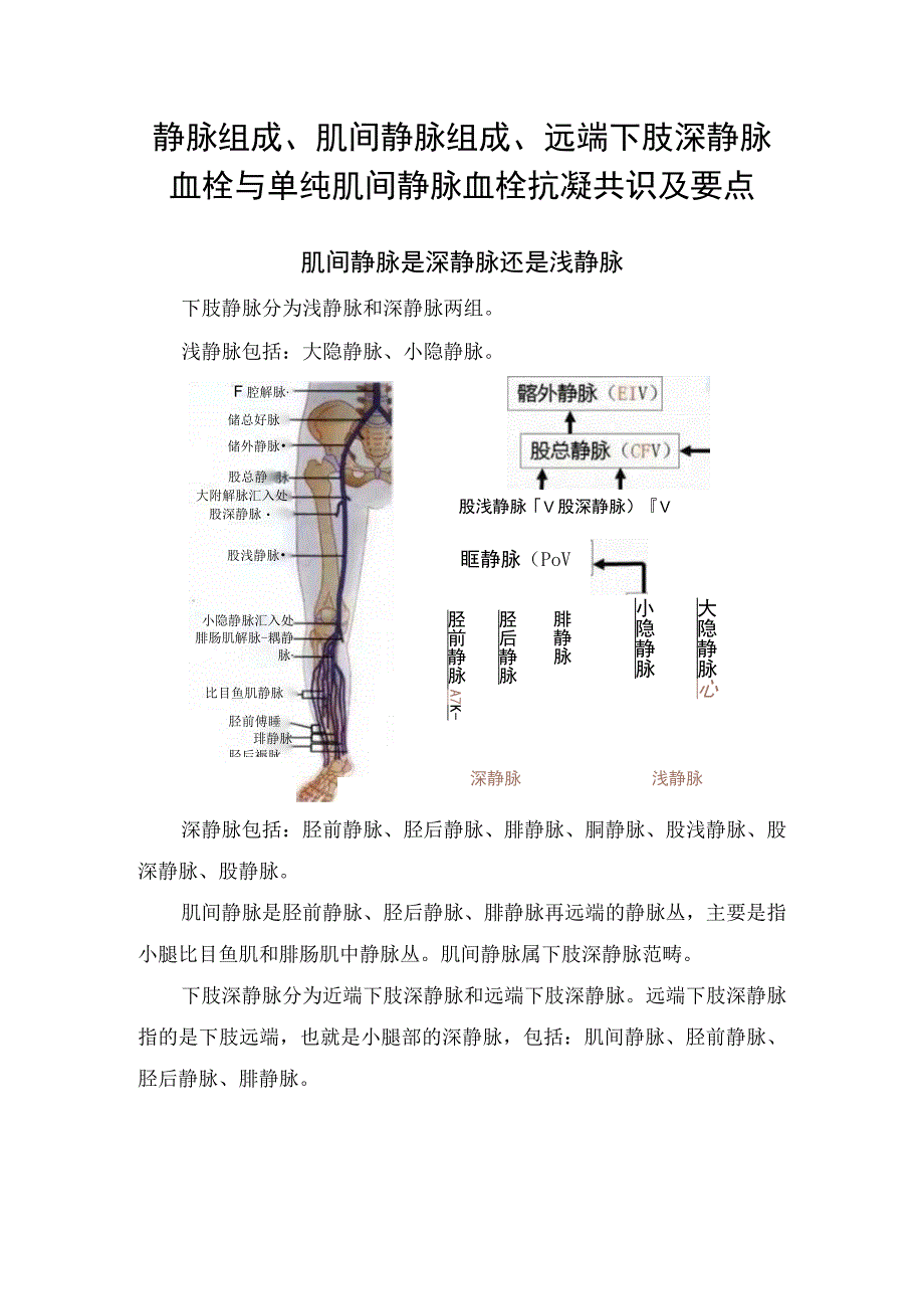 静脉组成、肌间静脉组成、远端下肢深静脉血栓与单纯肌间静脉血栓抗凝共识及要点.docx_第1页