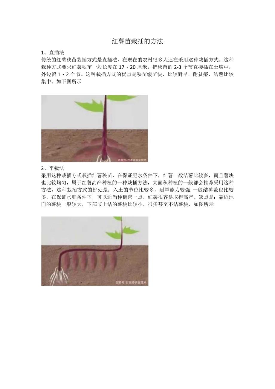 有关红薯小知识课件.docx_第3页