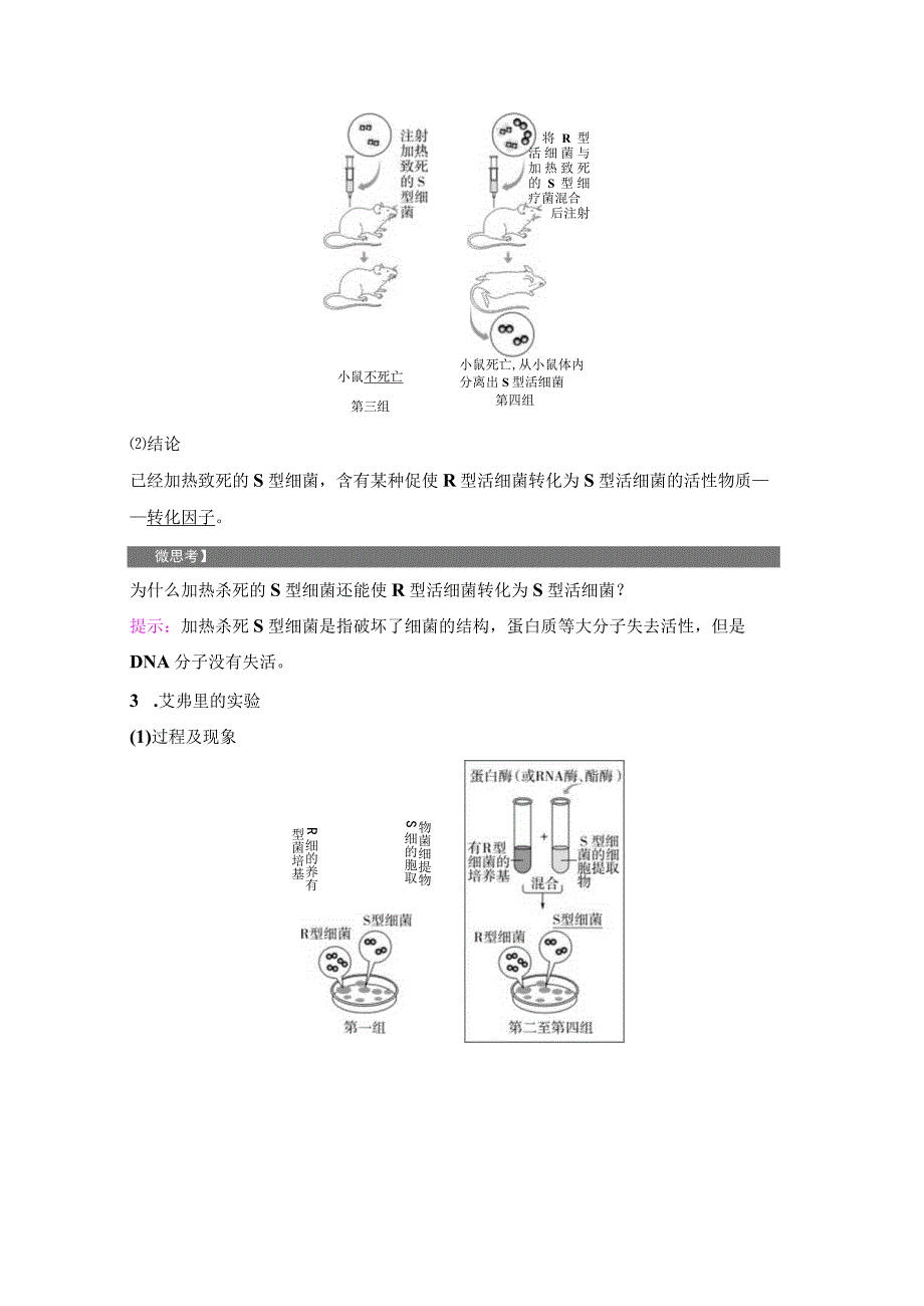 2023-2024学年 人教版 必修二 DNA是主要的遗传物质 学案.docx_第3页