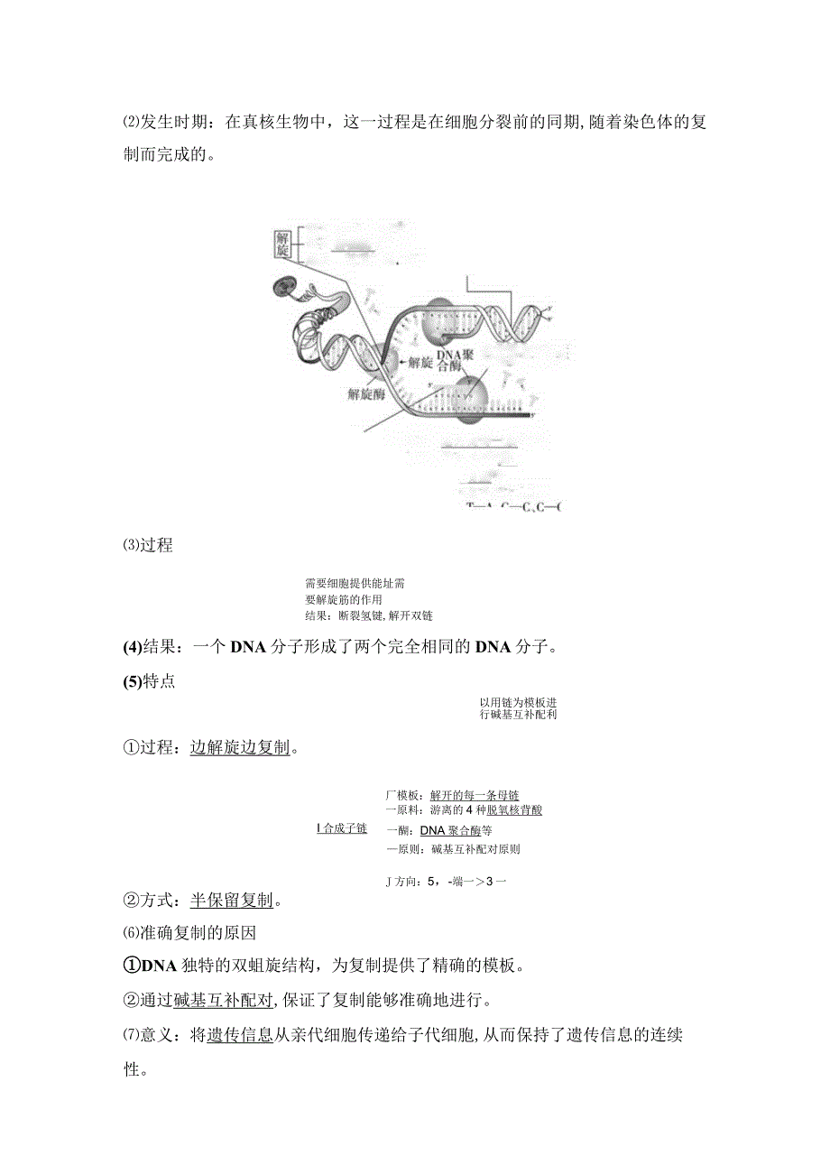 2023-2024学年 人教版 必修二 DNA的复制、基因通常是有遗传效应的DNA片段 学案.docx_第3页