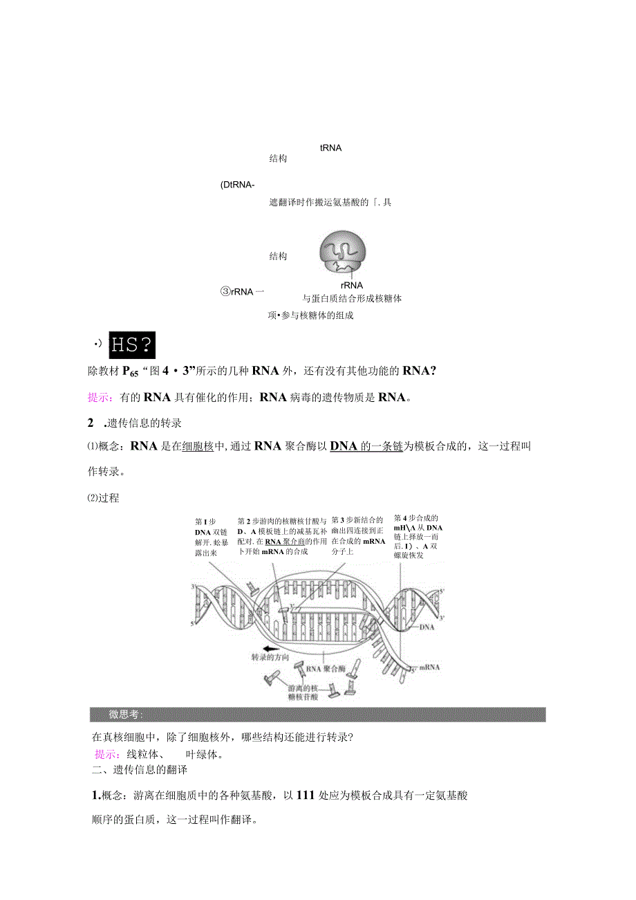 2023-2024学年 人教版 必修二 基因指导蛋白质的合成 学案.docx_第2页