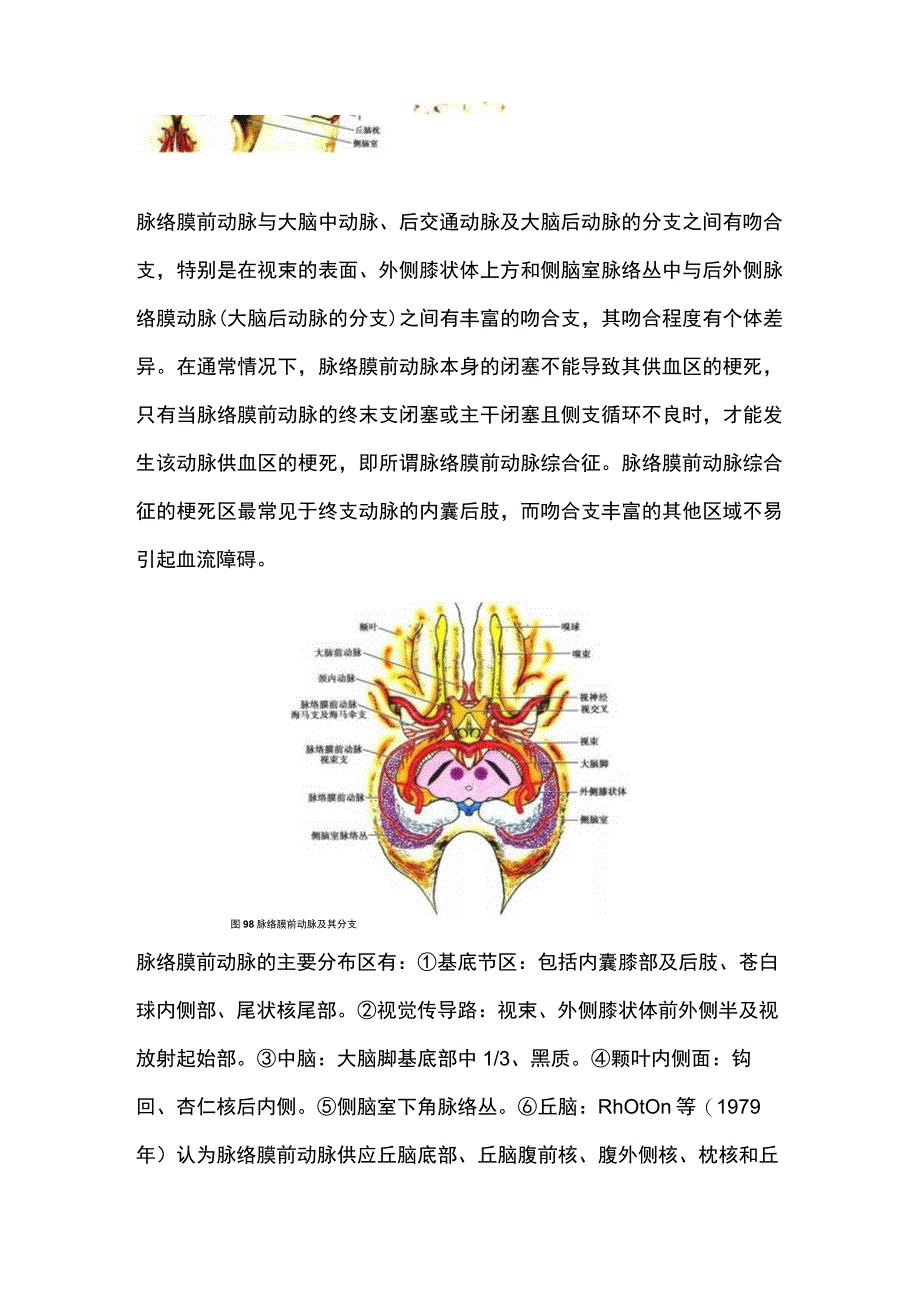 2023脉络膜前动脉的解剖及受损表现.docx_第2页