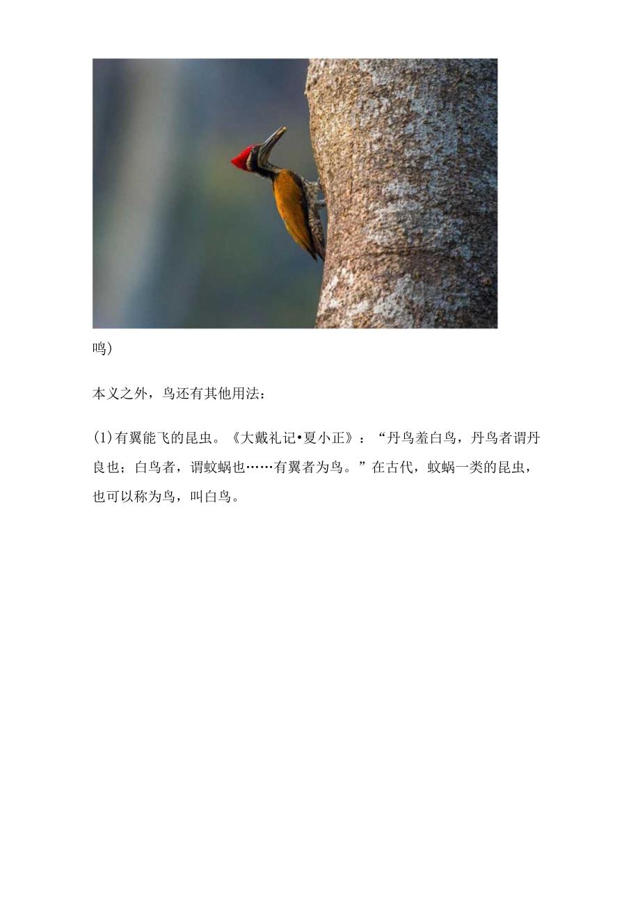 《说文解字》第735课：细说“鳥（鸟）”字.docx_第3页