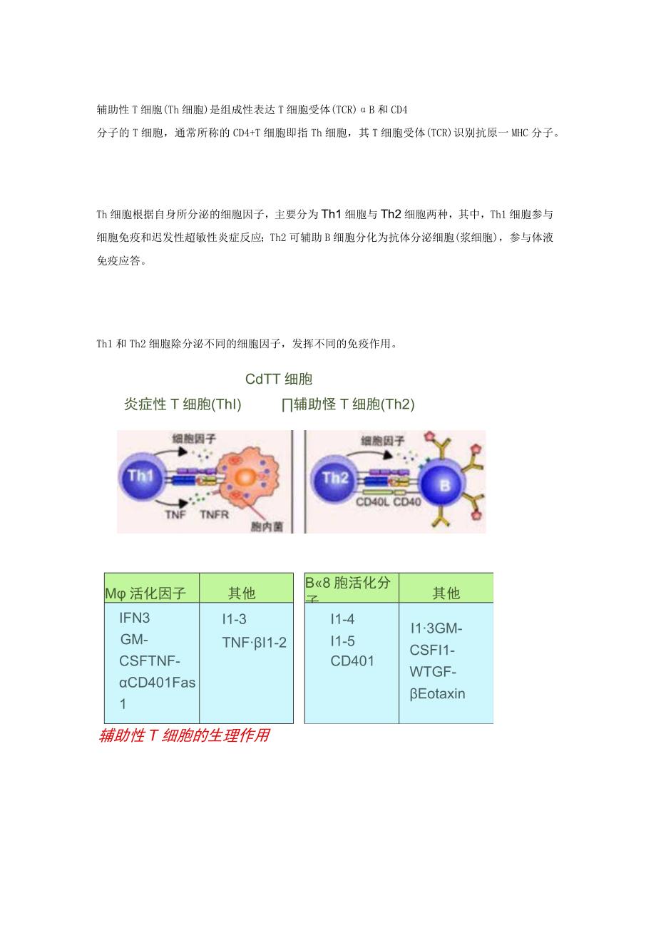 辅助性T细胞的种类和作用.docx_第2页