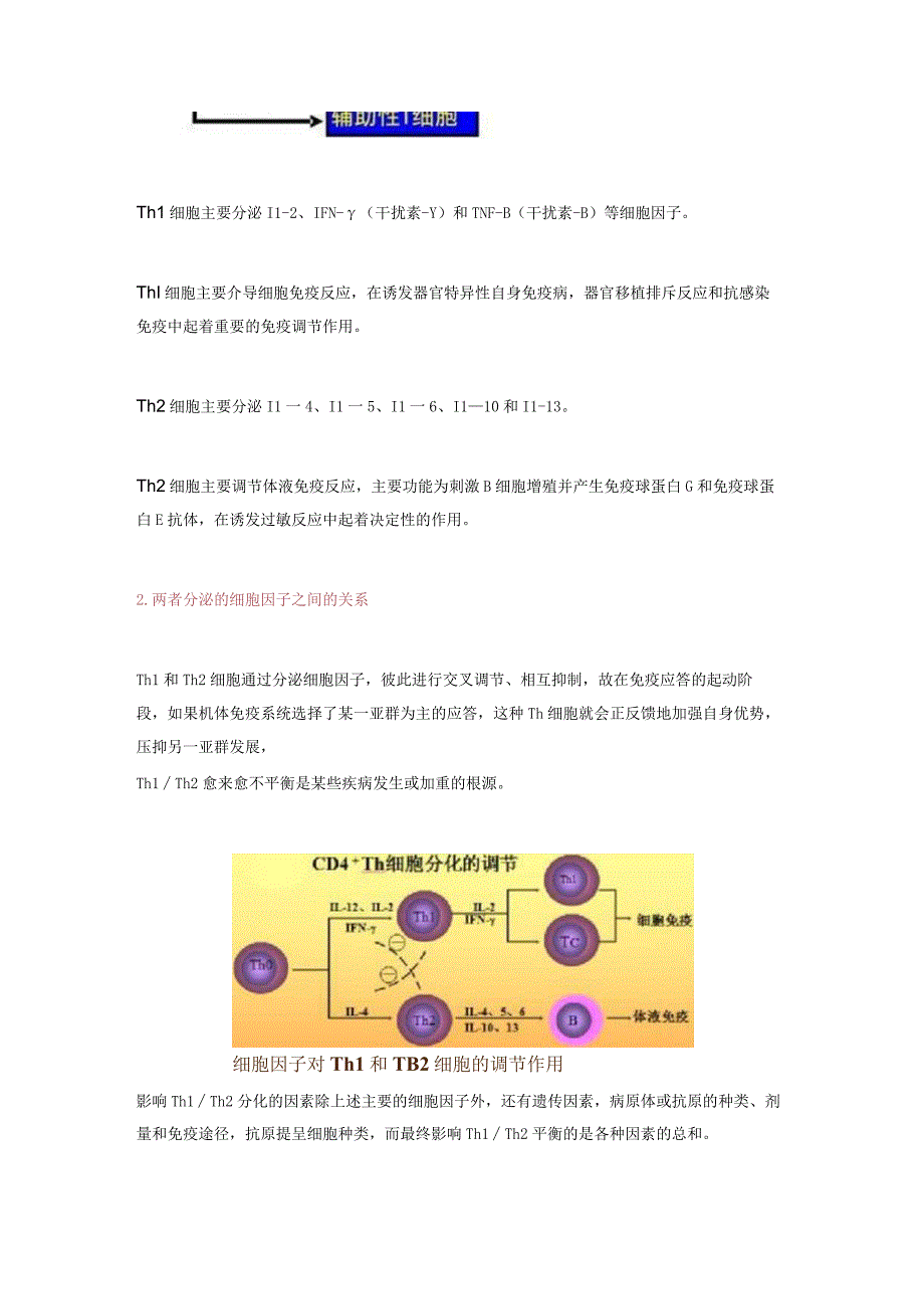 辅助性T细胞的种类和作用.docx_第3页