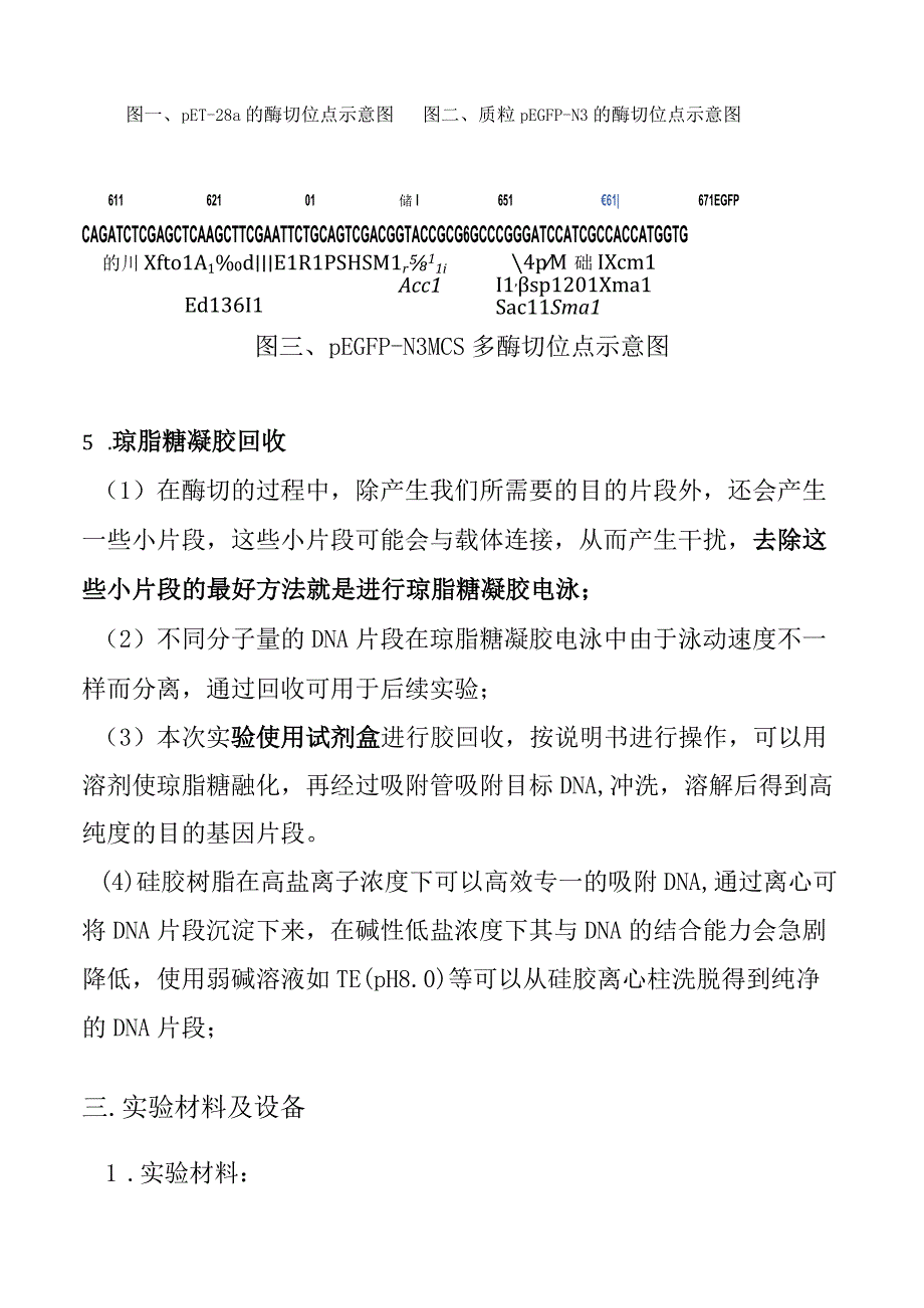 目的基因双酶切和电泳纯化胶回收实验报告.docx_第3页