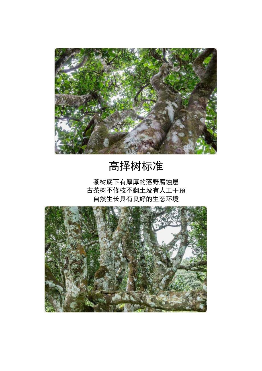 一次性把茶叶讲清楚!(建议收藏).docx_第2页