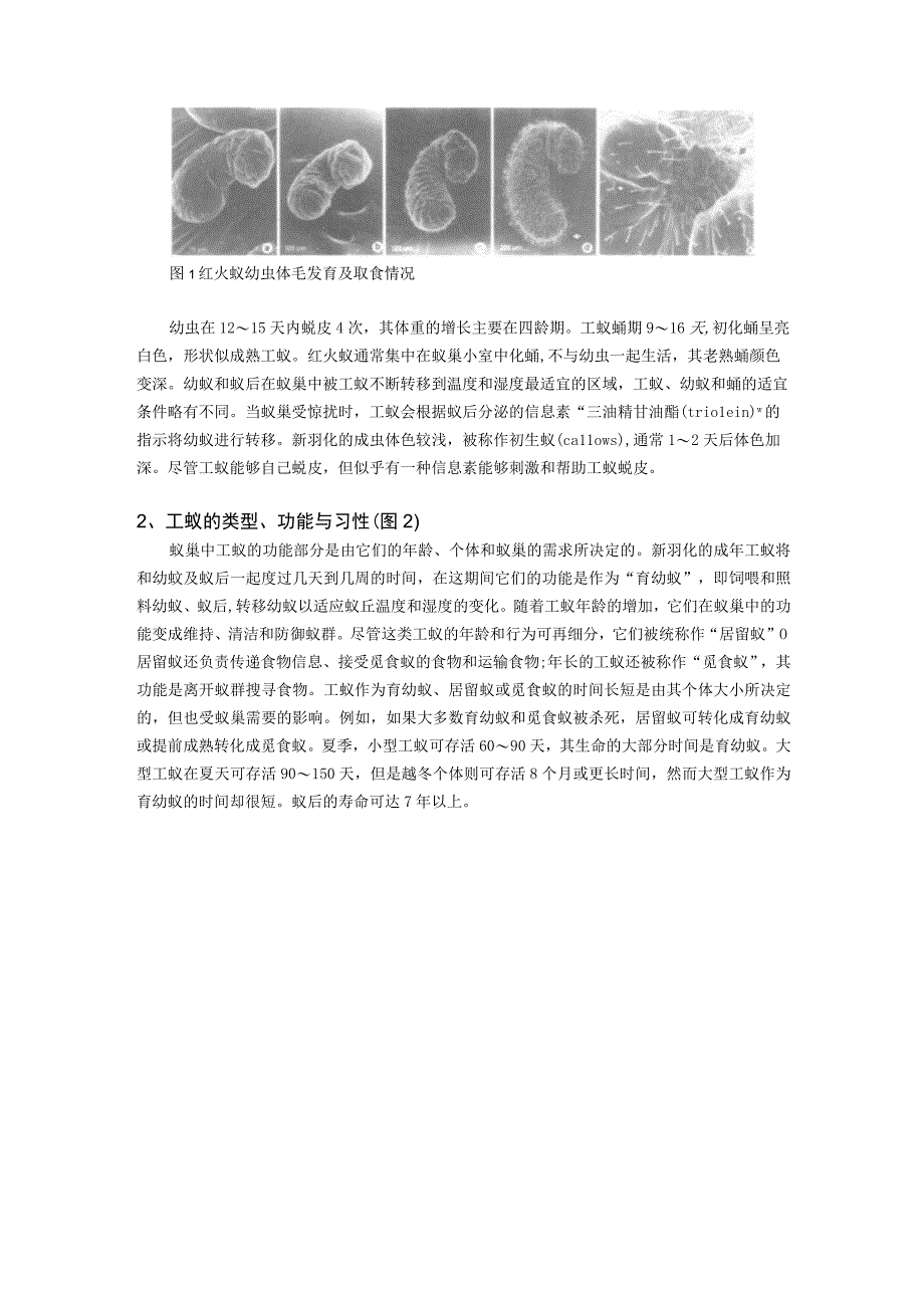 红火蚁介绍.docx_第3页